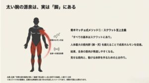 人体最大の筋肉群である脚・尻を鍛えることで成長ホルモンを分泌させ、全身の筋肉を発達させる仕組みの図解