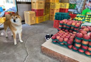 評判はどう?祖父母や両親との交流も魅力