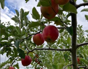 おすすめ品種はぐんま名月と外崎との違い