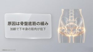 加齢による下半身の筋肉低下、特に骨盤底筋の緩みが尿漏れを引き起こすメカニズムを示した人体図解スライド